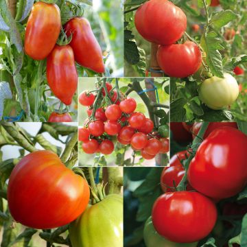 Collection of 5 Organic Tomato Plants
