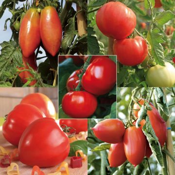 Collection of 5 Young Grafted Tomato Plants