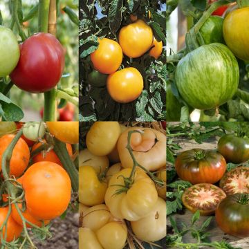 Collection de 6 tomates colorées