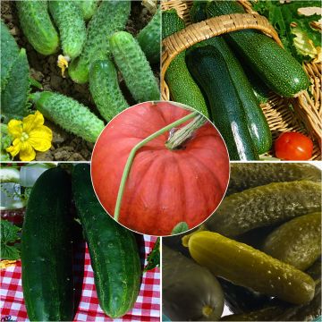 Cucurbitaceae Collection - Cucumber, Gherkin, Courgette, Pumpkin
