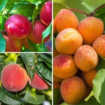 Dwarf Yellow Fruit Tree Collection