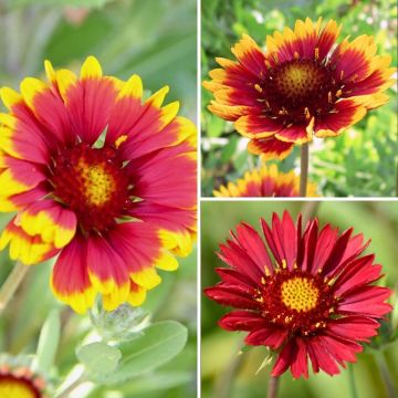 Gaillardia Collection at a low price