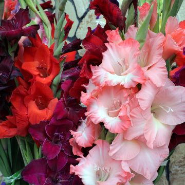 Gladiolus collection for warm-toned displays