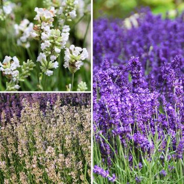 Lavandula angustifolia 'Hidcote', 'Alba', 'Rosea'