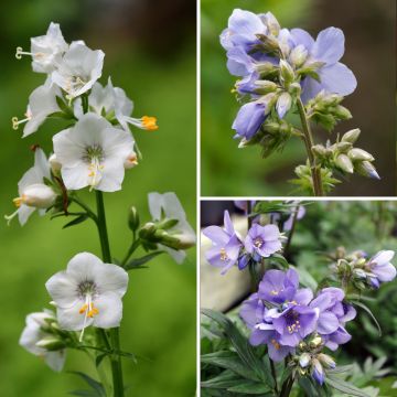 Polemonium Collection - Bressingham Purple, Album, Blue Pearl