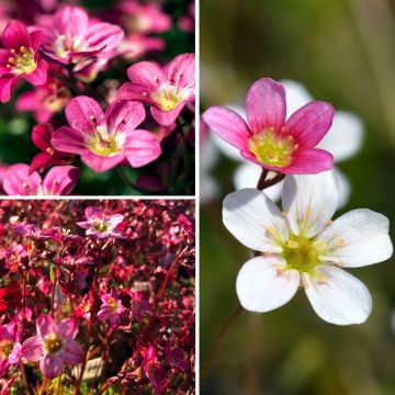 Saxifraga collection - Peter Pan, Purpurteppich and Ware's Crimson