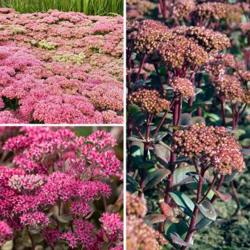 Sedum Collection - Matrona, Herbstfreude or Autumn Joy and Thunderhead