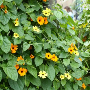 Thunbergia alata Collection - Black-eyed Susans