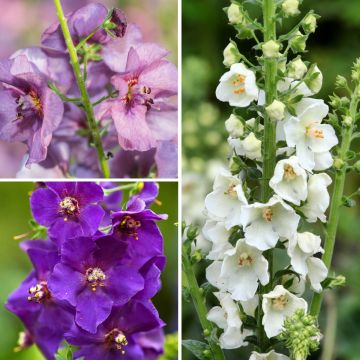 Hybrid Verbascum Collection