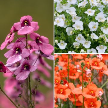 Diascia Collection - Twinspur