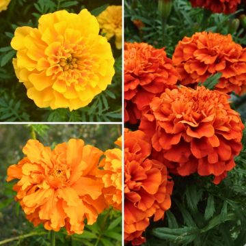 Collection of Marigolds at a low price Collection of Marigolds at a low price