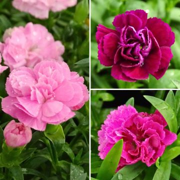 Dianthus collection