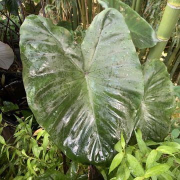 Colocasia esculenta Fontanesii - Elephant Ears