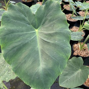 Colocasia esculenta Jacks Giant