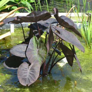 Colocasia Kona Coffee - Elephant Ears