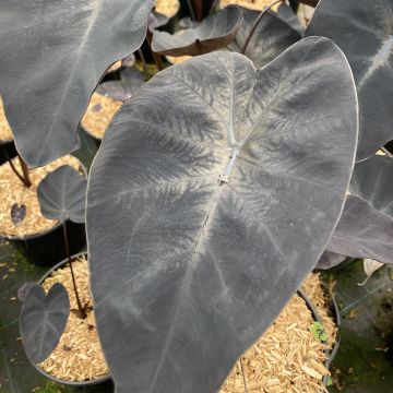 Colocasia Painted Black Gecko