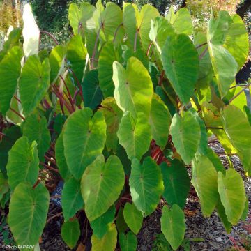 Colocasia Pink China