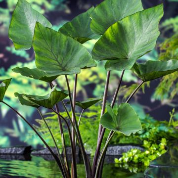 Colocasia Jack's Giant - Oreille d'éléphant