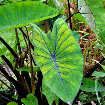 Colocasia Blue Hawaii - Elephant Ears