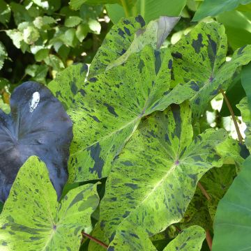 Colocasia Jack's Giant - Oreille d'éléphant