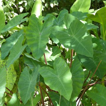 Colocasia esculenta - Elephant Ears