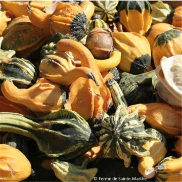 Ornamental gourd Small Fruited Mix Seeds - Cucurbita pepo