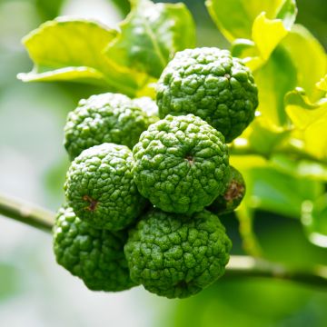 Citrus hystrix - Kaffir Lime