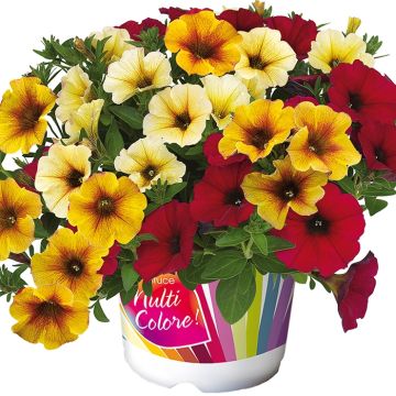 Bonfire Mix - 3 Beautical petunias in assorted colours.