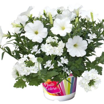 White Pearl Arrangement - Composition of 3 plants