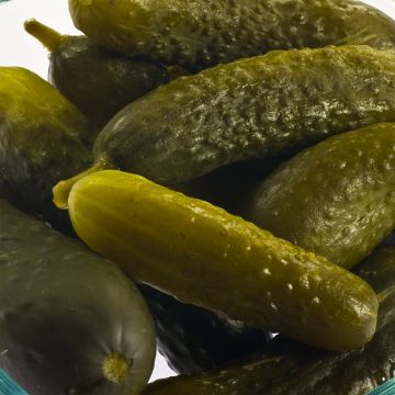 Concombre Cornichon Delikatess