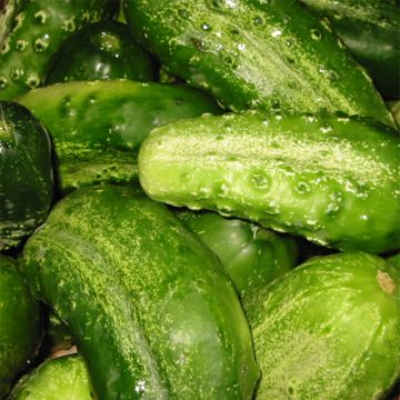 Cucumber Delikatess