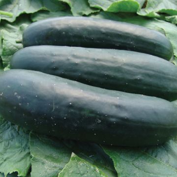 Cucumber Jogger F1 - Cucumis sativus