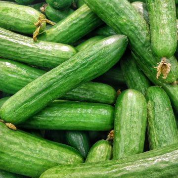 Cucumber Kalunga F1 - Cucumis sativus