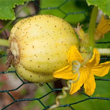 Cucumber Lemon - Cucumis sativus