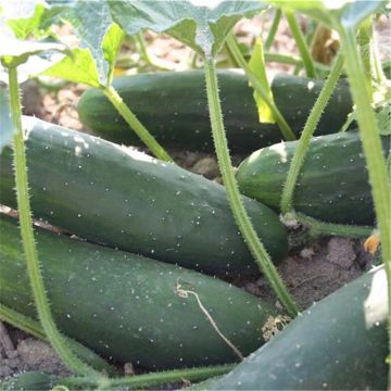 Cucumber Long English - Ferme de Sainte Marthe Seeds