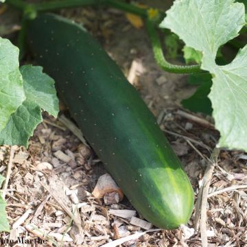 Cucumber Marketmore