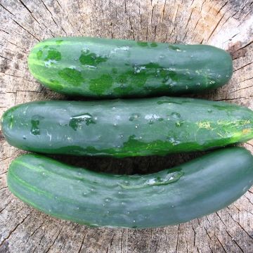 Cucumber Long English