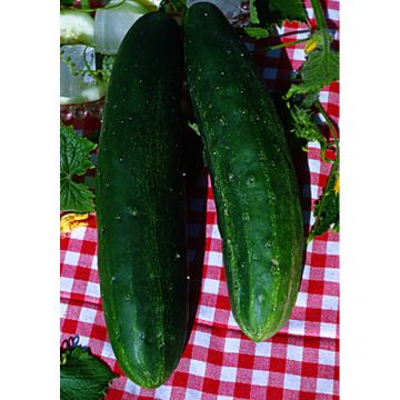 Cucumber Vert Long Maraîcher
