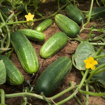 Cucumber Bereket F1 - Cucumis sativus