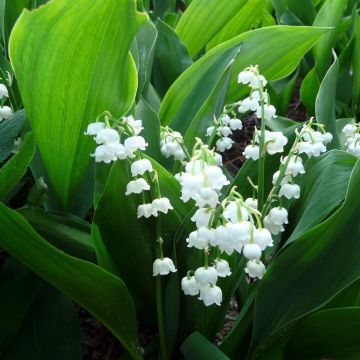 Convallaria majalis Bridal Choice - Lily of the Valley