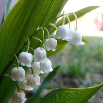 Convallaria majalis Doreen - Lily of the Valley