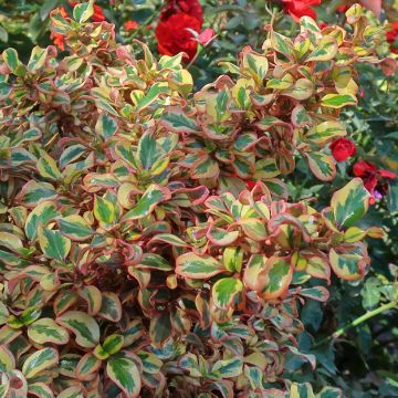 Coprosma repens Pink Splendour