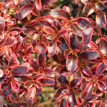 Coprosma repens Fire Burst