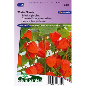 Winter Cherry Seeds - Physalis franchetti