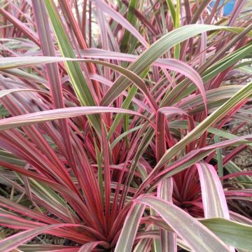 Cordyline Can Can - Cabbage Tree