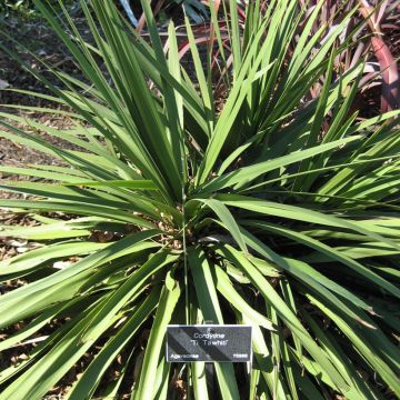 Cordyline australis Ti Tawhiti - Cabbage Tree