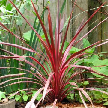 Cordyline australis Cherry Sensation - Cabbage Tree