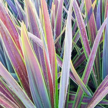 Cordyline australis Mint Chocolate - Cabbage Tree