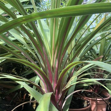 Cordyline australis Peko - Cabbage Tree