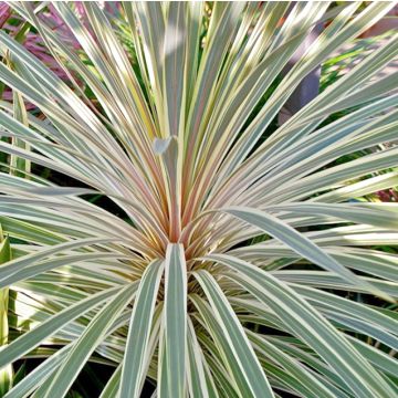 Cordyline australis Pink Champagne - Cabbage Tree